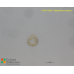 Bacteriastrum hyalinum