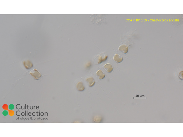 Chaetoceros socialis