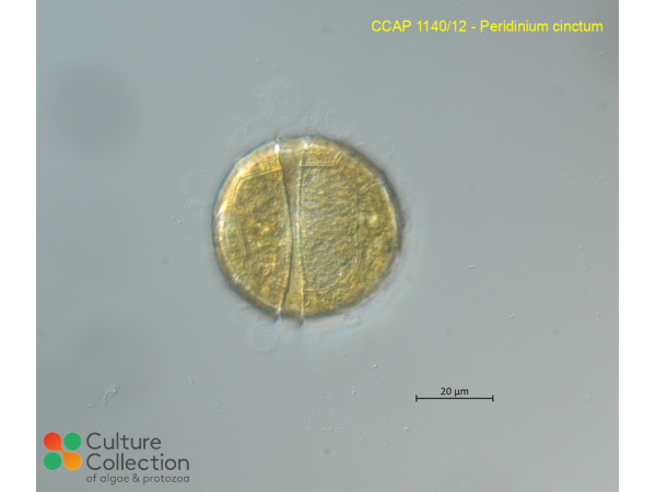 Peridinium cinctum
