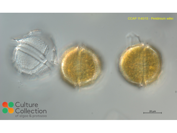 Peridinium willei