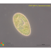 Paramecium bursaria