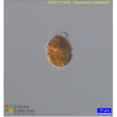 Alexandrium ostenfeldii