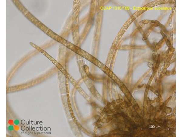 Ectocarpus subulatus