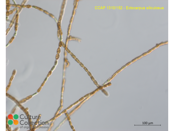 Ectocarpus siliculosus