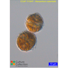 Alexandrium ostenfeldii