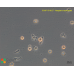 Naegleria canariensis