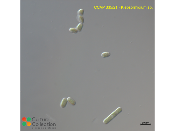 Klebsormidium sp. Klebsormidium sp.