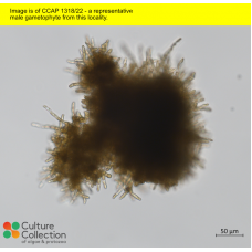 Saccharina latissima