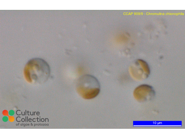 Chromulina chionophila