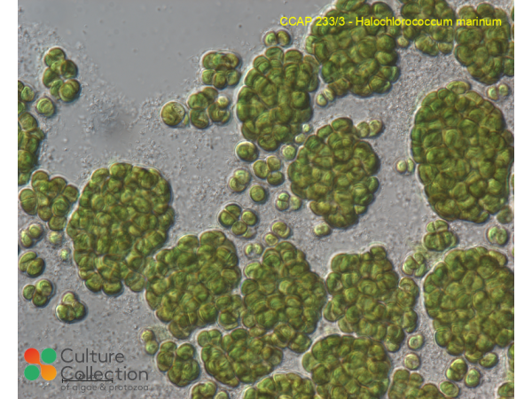Halochlorococcum marinum