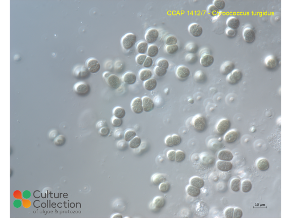 Chroococcus turgidus