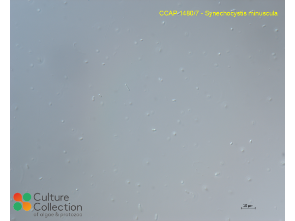 Synechocystis minuscula