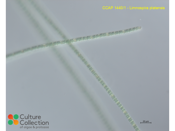 Limnospira platensis