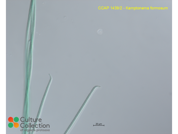 Kamptonema formosum
