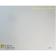 Synechocystis minima