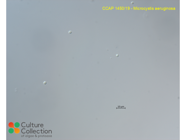 Microcystis aeruginosa