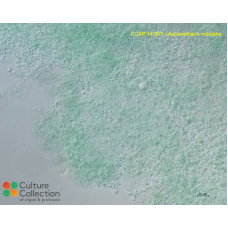 Aphanothece nidulans