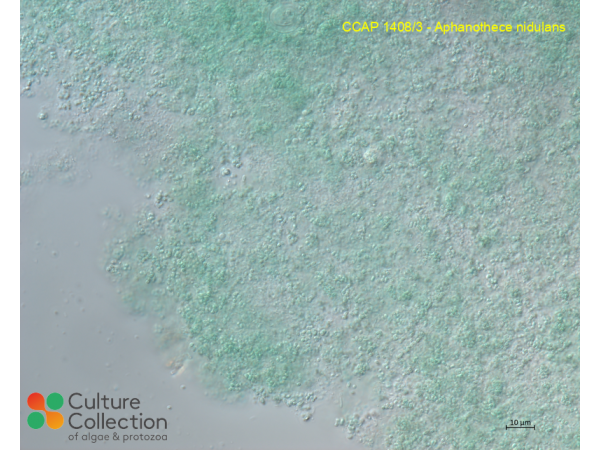 Aphanothece nidulans