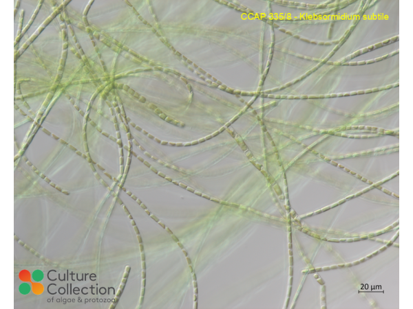 Klebsormidium subtile