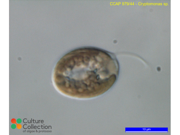Cryptomonas sp.