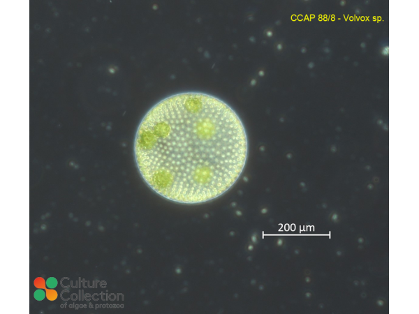 Volvox sp.