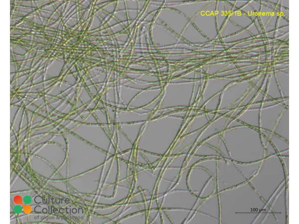 Uronema sp.