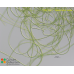 Klebsormidium subtile