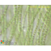 Klebsormidium subtile