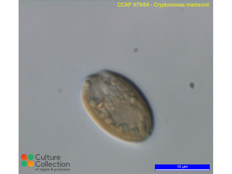 Cryptomonas marssonii