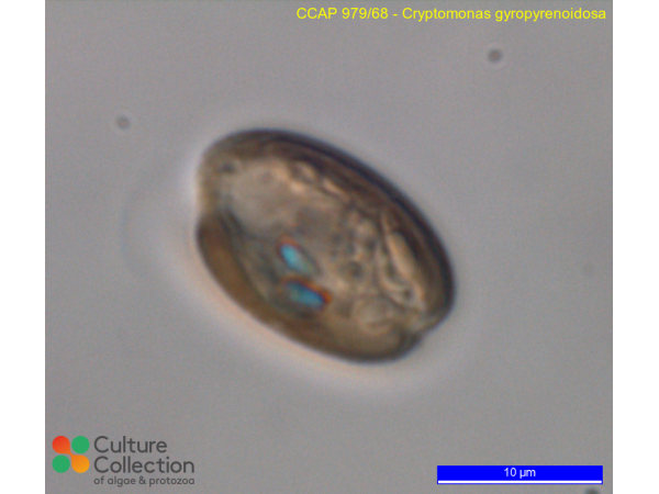 Cryptomonas gyropyrenoidosa