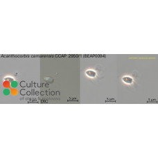 Acanthocorbis camarensis