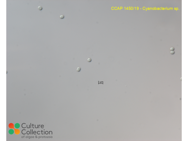 Cyanobacterium sp.