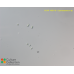 Cyanobacterium sp.