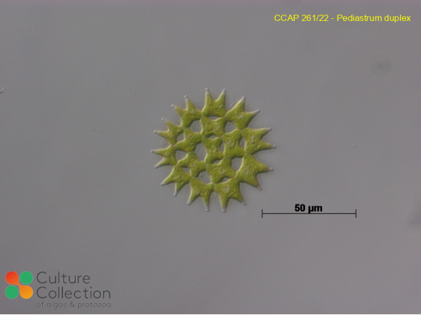Pediastrum duplex