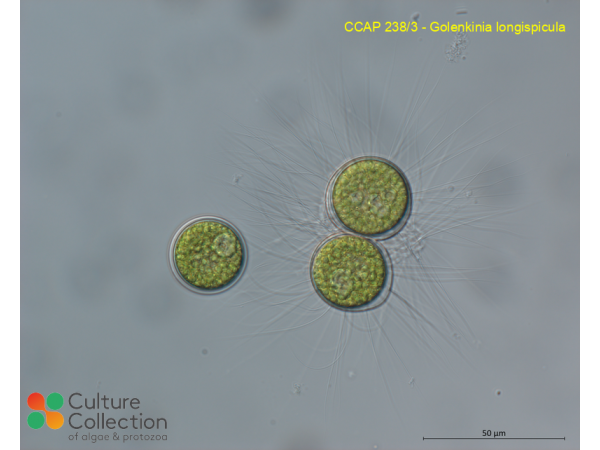 Golenkinia longispicula