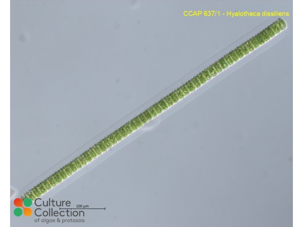 Hyalotheca dissiliens