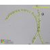 Spirogyra varians Spirogyra varians