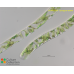 Spirogyra varians Spirogyra varians