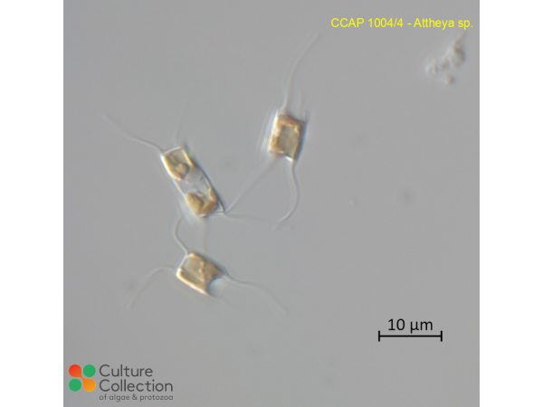 Attheya sp. Attheya sp.