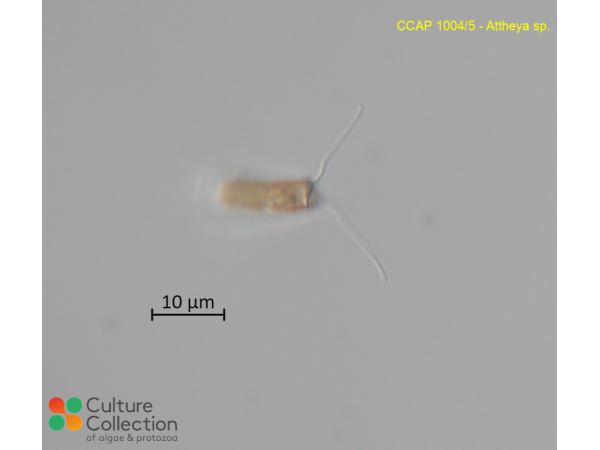 Attheya sp. Attheya sp.