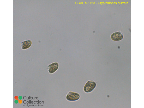 Cryptomonas curvata