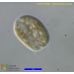 Cryptomonas curvata