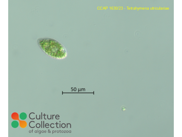 Tetrahymena utriculariae