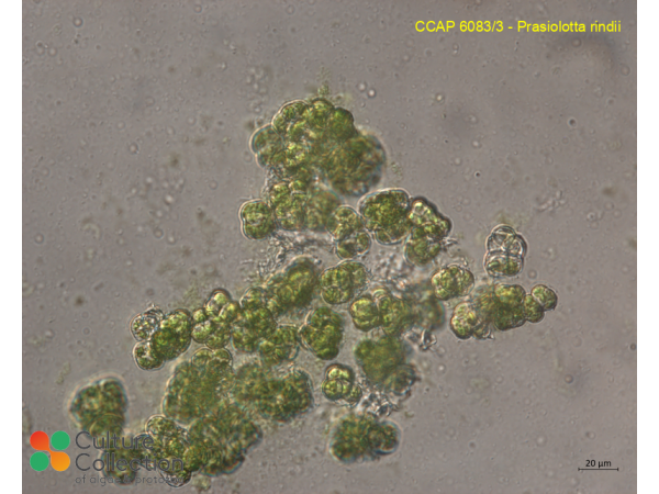 Prasiolotta rindii