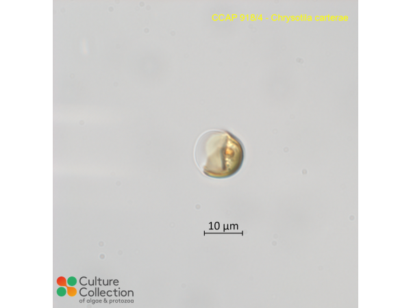 Chrysotila carterae Chrysotila carterae