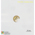 Chrysotila carterae Chrysotila carterae