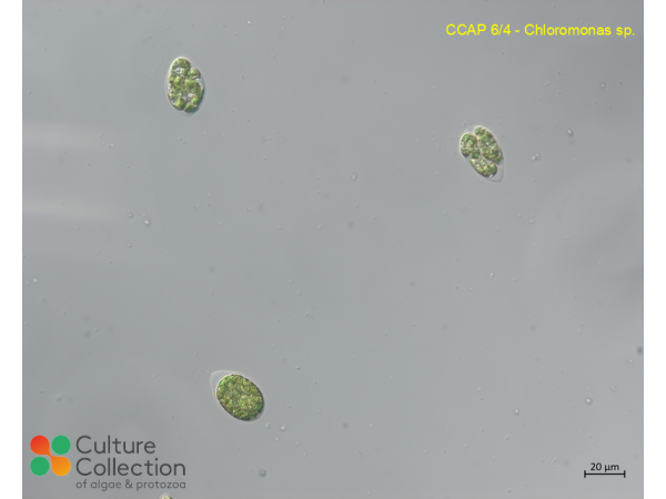 Chloromonas sp.