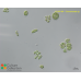 Chloromonas sp.