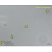 Chloromonas sp.