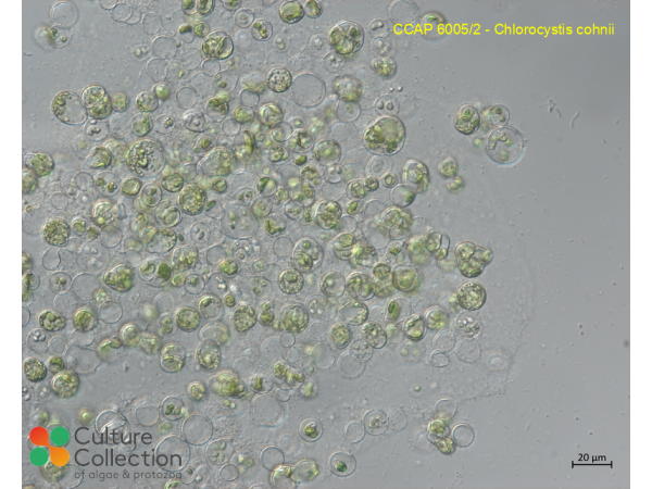 Chlorocystis cohnii
